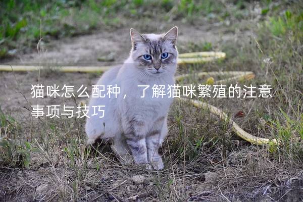 貓咪怎么配種，了解貓咪繁殖的注意事項(xiàng)與技巧