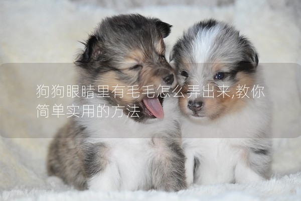 狗狗眼睛里有毛毛怎么弄出來,教你簡單實用的方法