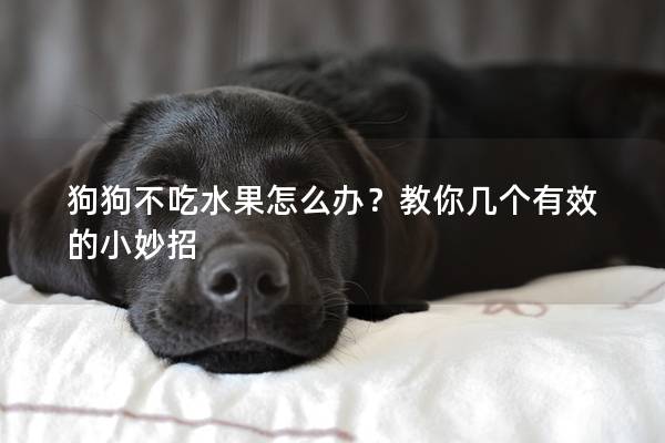 狗狗不吃水果怎么辦？教你幾個有效的小妙招