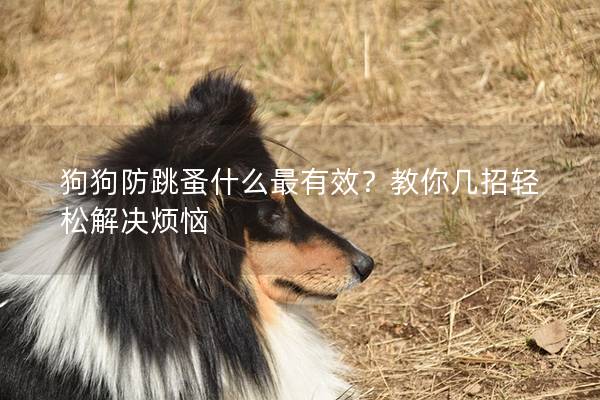 狗狗防跳蚤什么最有效？教你幾招輕松解決煩惱