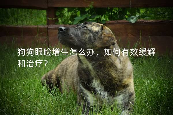 狗狗眼瞼增生怎么辦，如何有效緩解和治療？