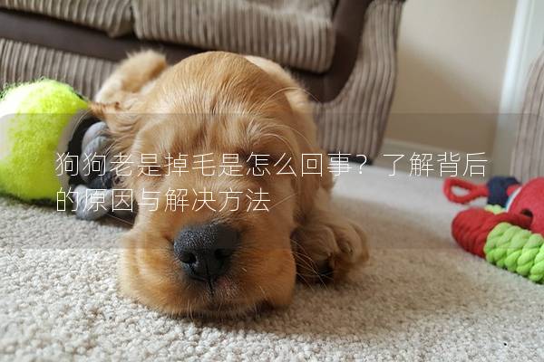 狗狗老是掉毛是怎么回事？了解背后的原因與解決方法