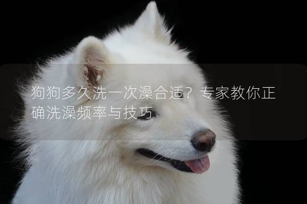 狗狗多久洗一次澡合適？專家教你正確洗澡頻率與技巧