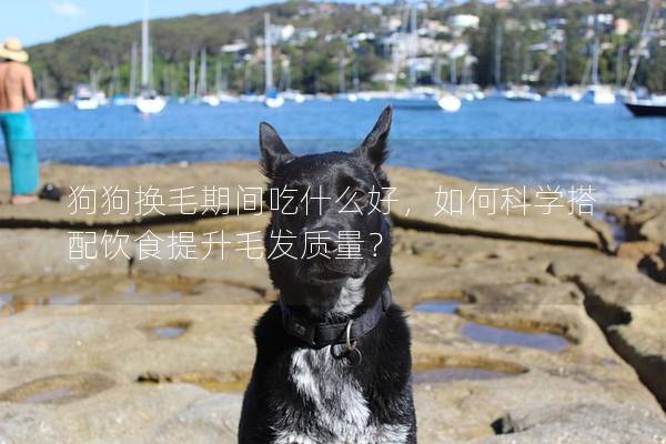 狗狗換毛期間吃什么好，如何科學搭配飲食提升毛發質量？