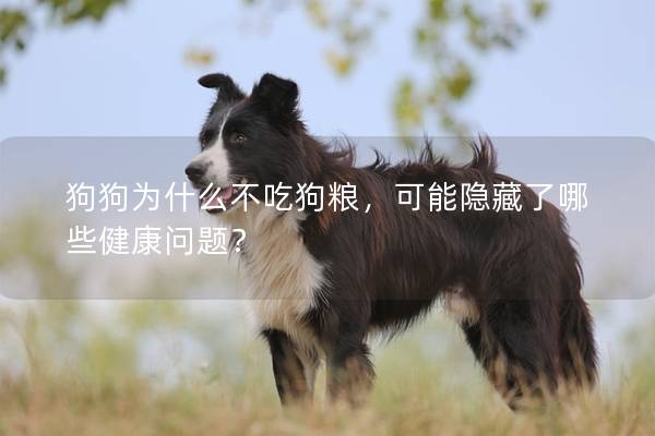狗狗為什么不吃狗糧，可能隱藏了哪些健康問題？