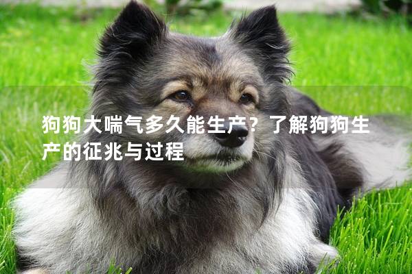 狗狗大喘氣多久能生產(chǎn)？了解狗狗生產(chǎn)的征兆與過(guò)程