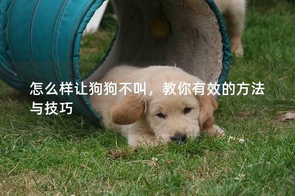 怎么樣讓狗狗不叫，教你有效的方法與技巧