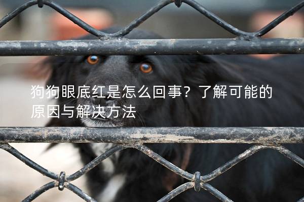 狗狗眼底紅是怎么回事？了解可能的原因與解決方法