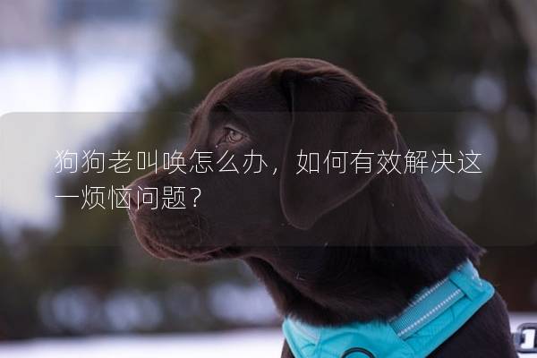狗狗老叫喚怎么辦,如何有效解決這一煩惱問題? 狗狗老叫喚怎么辦,如何有效解決這一煩惱問題?