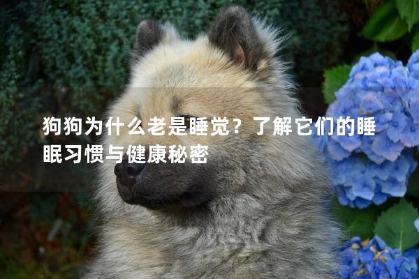 狗狗為什么老是睡覺？了解它們的睡眠習(xí)慣與健康秘密