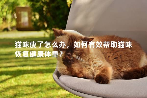 貓咪瘦了怎么辦,如何有效幫助貓咪恢復健康體重? 貓咪瘦了怎么辦,如何有效幫助貓咪恢復健康體重?