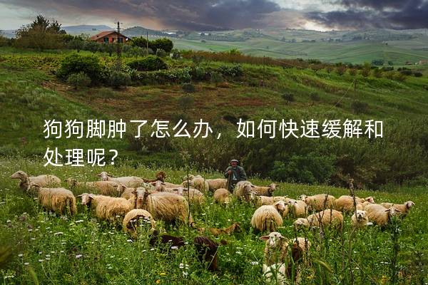 狗狗腳腫了怎么辦，如何快速緩解和處理呢？