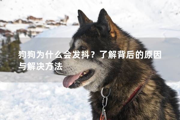 狗狗為什么會發抖？了解背后的原因與解決方法