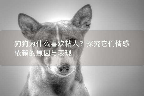 狗狗為什么喜歡粘人？探究它們情感依賴的原因與表現