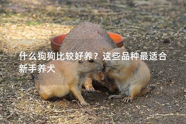 什么狗狗比較好養(yǎng)？這些品種最適合新手養(yǎng)犬