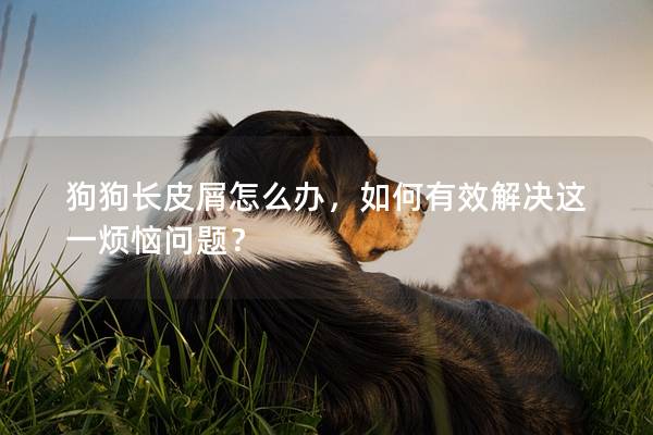 狗狗長(zhǎng)皮屑怎么辦，如何有效解決這一煩惱問題？