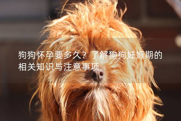 狗狗懷孕要多久?了解狗狗妊娠期的相關知識與注意事項 狗狗懷孕要多久?了解狗狗妊娠期的相關知識與注意事項