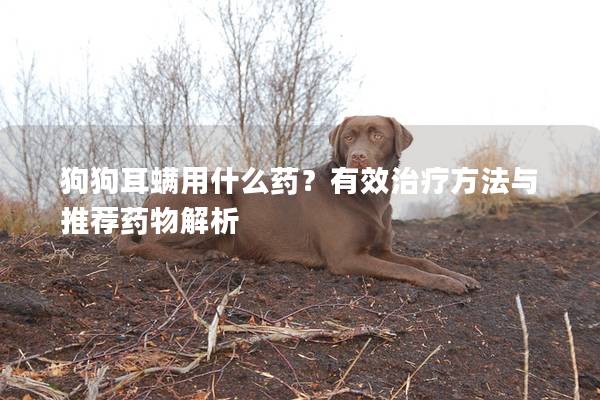 狗狗耳螨用什么藥？有效治療方法與推薦藥物解析