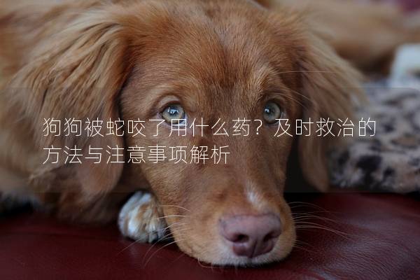 狗狗被蛇咬了用什么藥？及時救治的方法與注意事項解析