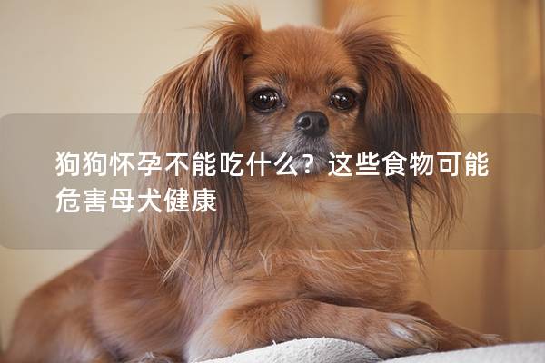 狗狗懷孕不能吃什么？這些食物可能危害母犬健康
