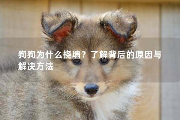 狗狗為什么撓墻？了解背后的原因與解決方法