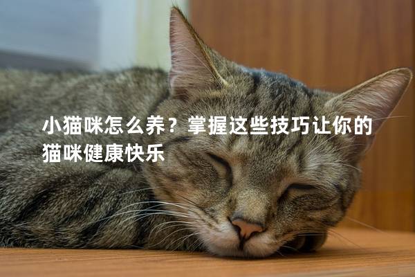 小貓咪怎么養?掌握這些技巧讓你的貓咪健康快樂 小貓咪怎么養?掌握這些技巧讓你的貓咪健康快樂