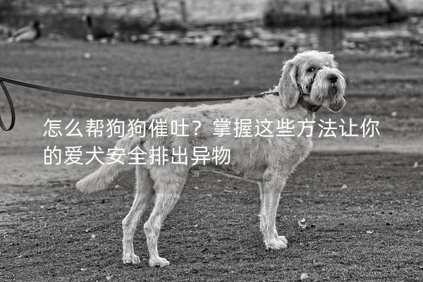怎么幫狗狗催吐？掌握這些方法讓你的愛犬安全排出異物