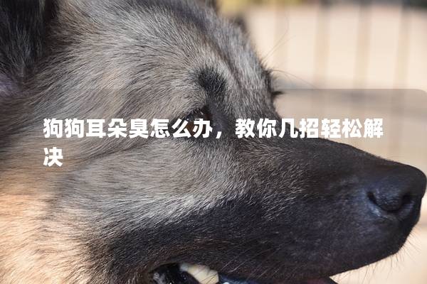 狗狗耳朵臭怎么辦，教你幾招輕松解決