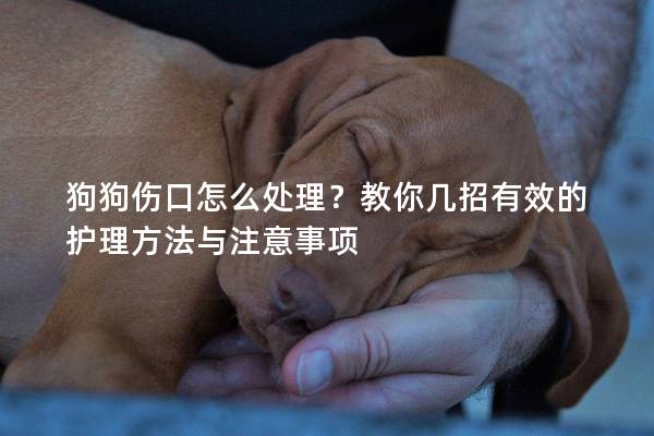 狗狗傷口怎么處理？教你幾招有效的護理方法與注意事項