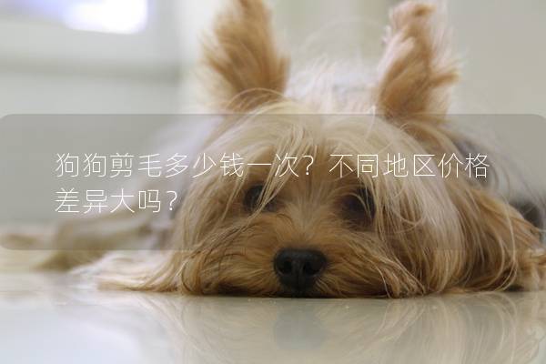 狗狗剪毛多少錢一次？不同地區(qū)價格差異大嗎？