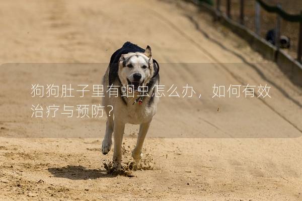 狗狗肚子里有蛔蟲怎么辦，如何有效治療與預防？