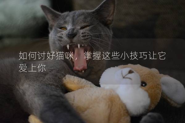 如何討好貓咪，掌握這些小技巧讓它愛上你