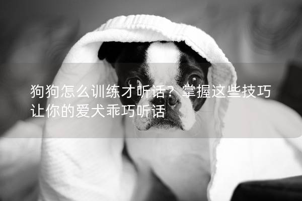 狗狗怎么訓練才聽話？掌握這些技巧讓你的愛犬乖巧聽話