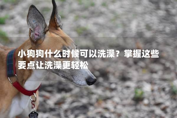 小狗狗什么時候可以洗澡？掌握這些要點讓洗澡更輕松