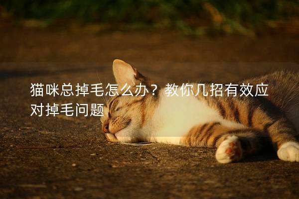 貓咪總掉毛怎么辦？教你幾招有效應對掉毛問題