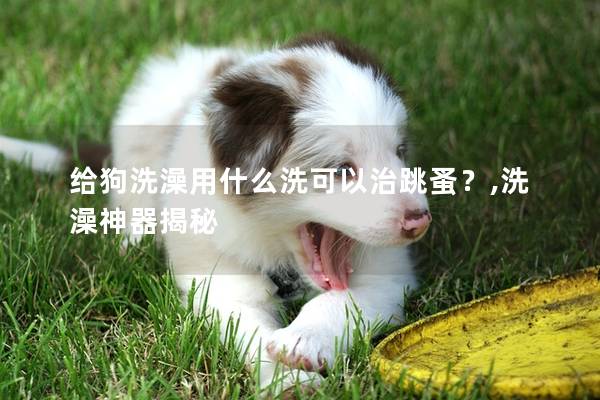 給狗洗澡用什么洗可以治跳蚤？,洗澡神器揭秘