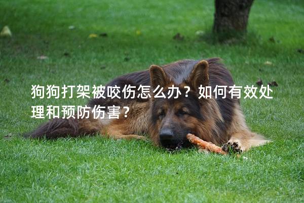 狗狗打架被咬傷怎么辦？如何有效處理和預防傷害？
