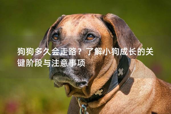狗狗多久會走路？了解小狗成長的關鍵階段與注意事項
