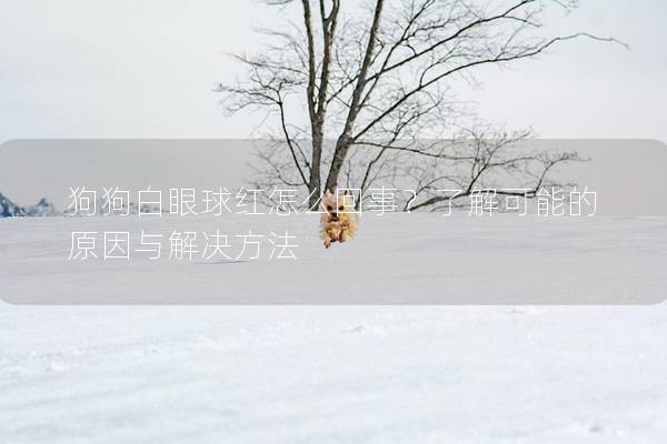 狗狗白眼球紅怎么回事？了解可能的原因與解決方法