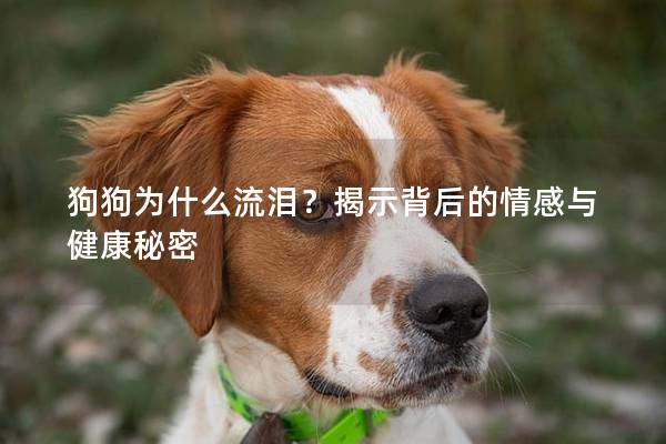 狗狗為什么流淚？揭示背后的情感與健康秘密