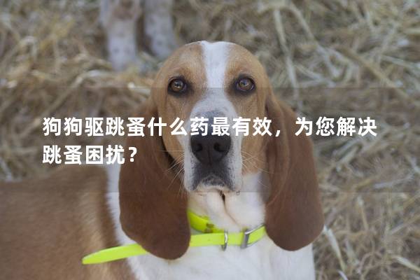 狗狗驅跳蚤什么藥最有效,為您解決跳蚤困擾? 狗狗驅跳蚤什么藥最有效,為您解決跳蚤困擾?