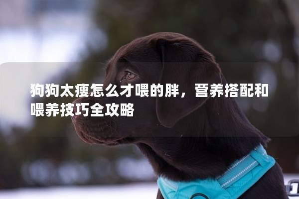 狗狗太瘦怎么才喂的胖，營(yíng)養(yǎng)搭配和喂養(yǎng)技巧全攻略