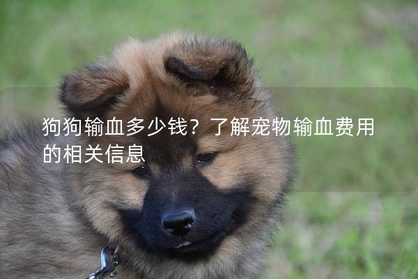 狗狗輸血多少錢？了解寵物輸血費用的相關信息