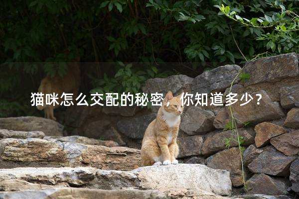貓咪怎么交配的秘密，你知道多少？