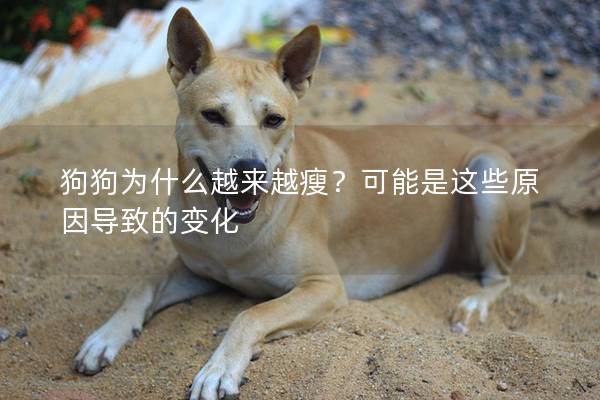 狗狗為什么越來越瘦？可能是這些原因?qū)е碌淖兓?></em><p>狗狗為什么越來越瘦？可能是這些原因?qū)е碌淖兓?/p><span>2024-12-12</span></a></li><li><a title=