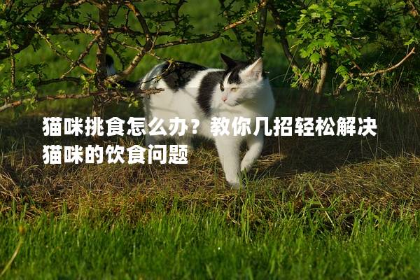 貓咪挑食怎么辦？教你幾招輕松解決貓咪的飲食問題