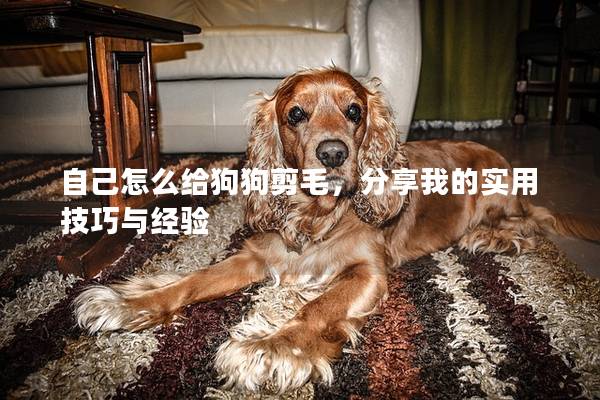 自己怎么給狗狗剪毛，分享我的實用技巧與經(jīng)驗