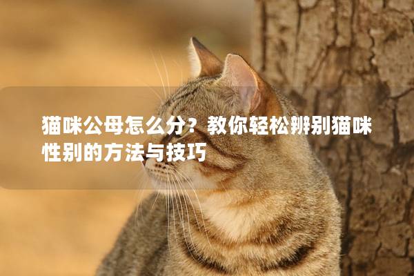 貓咪公母怎么分?教你輕松辨別貓咪性別的方法與技巧 貓咪公母怎么分?教你輕松辨別貓咪性別的方法與技巧