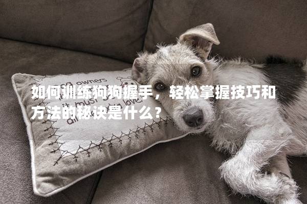 如何訓練狗狗握手，輕松掌握技巧和方法的秘訣是什么？