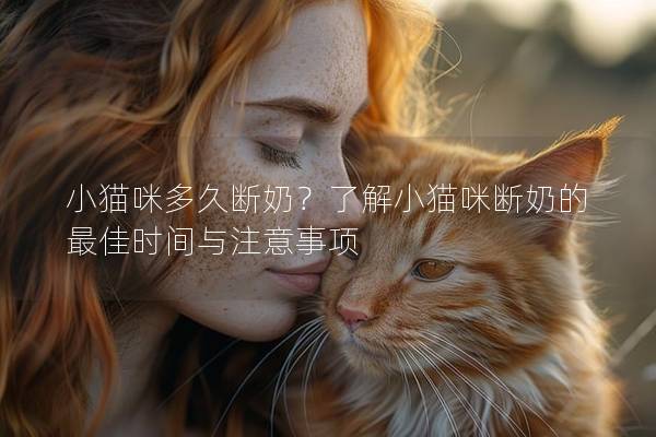 小貓咪多久斷奶？了解小貓咪斷奶的最佳時間與注意事項